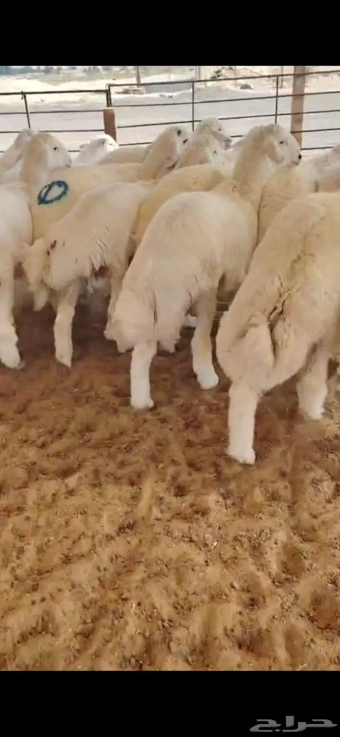 ذبايح نعيم حري تيوس 0