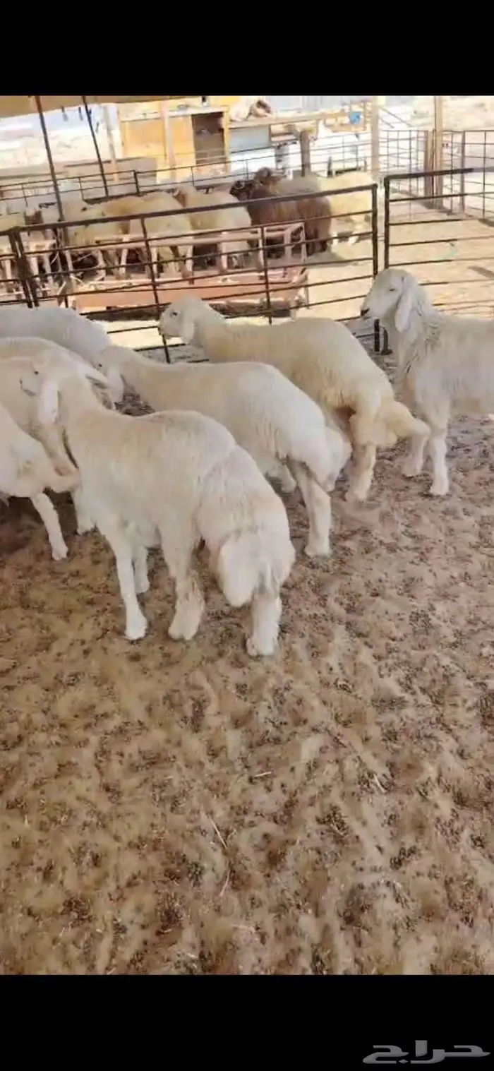 ذبايح نعيم حري تيوس 1