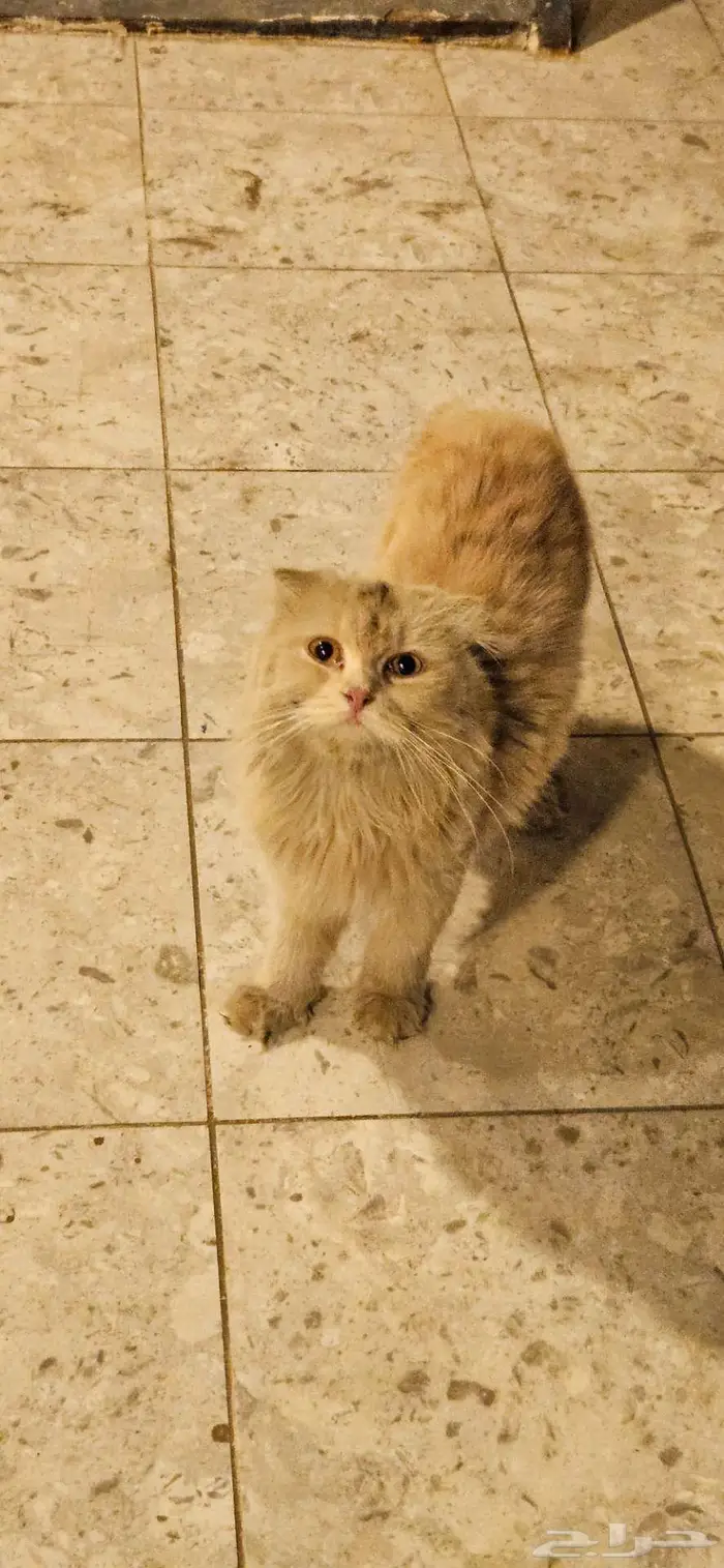 قط شيرازي للتبني 0