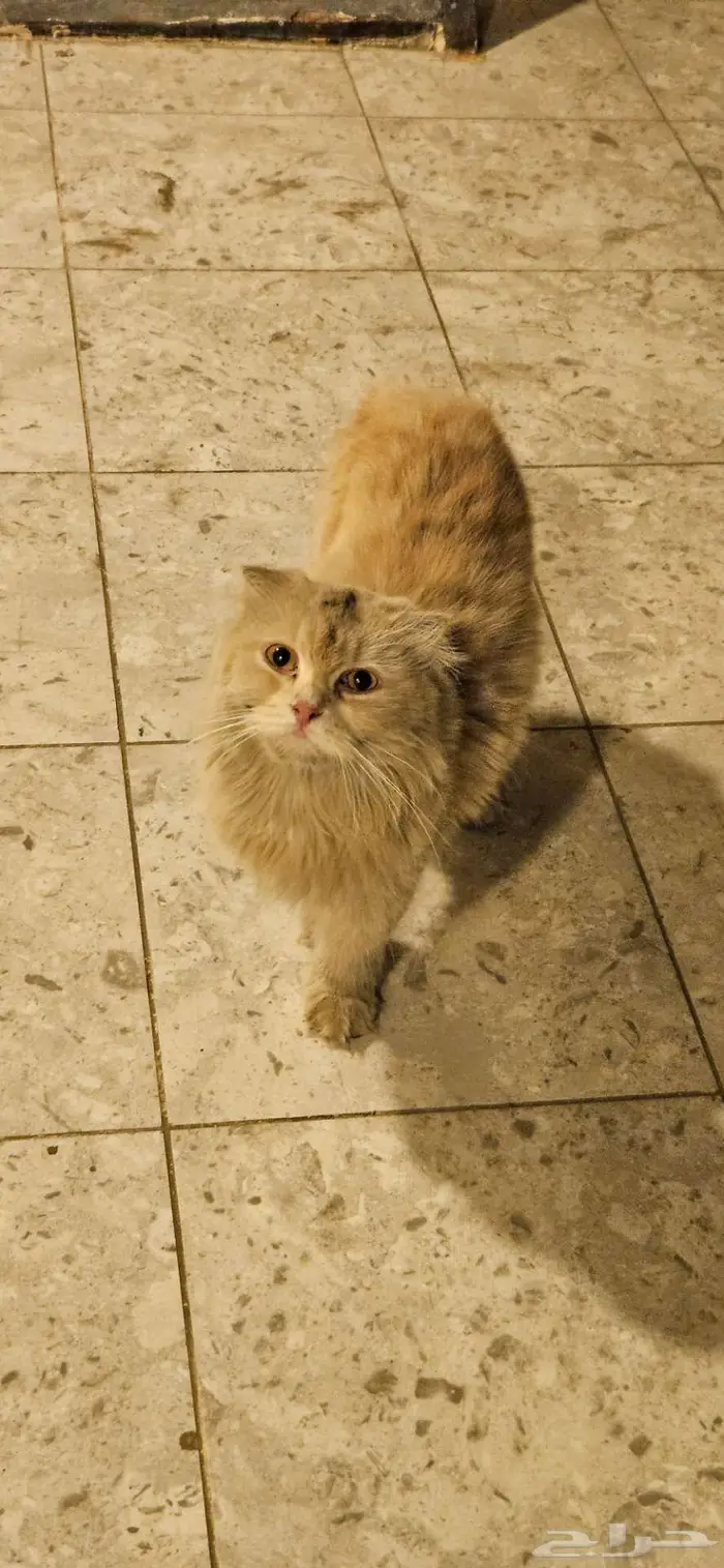 قط شيرازي للتبني 2