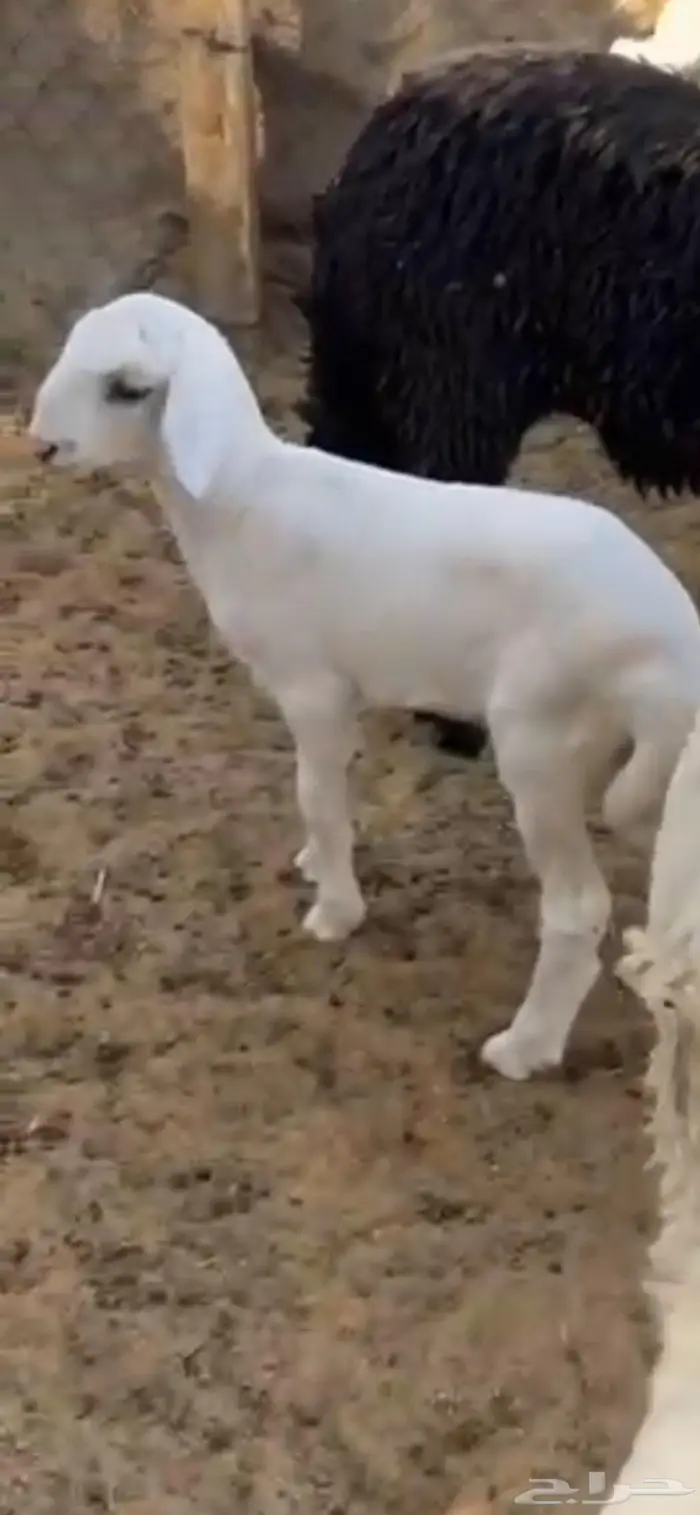 شاه متاومه وثنيه متيع صنف 3