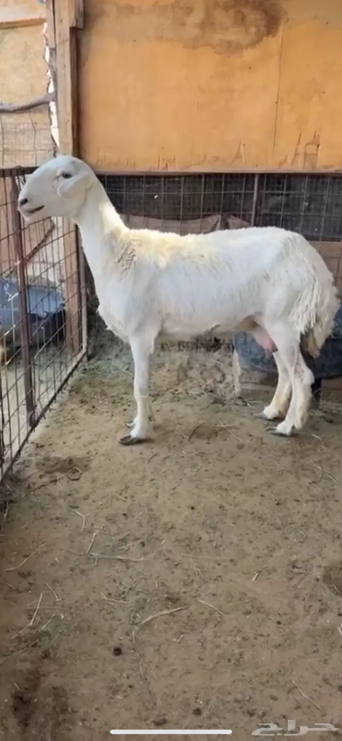 شاه متاومه وثنيه متيع صنف 2