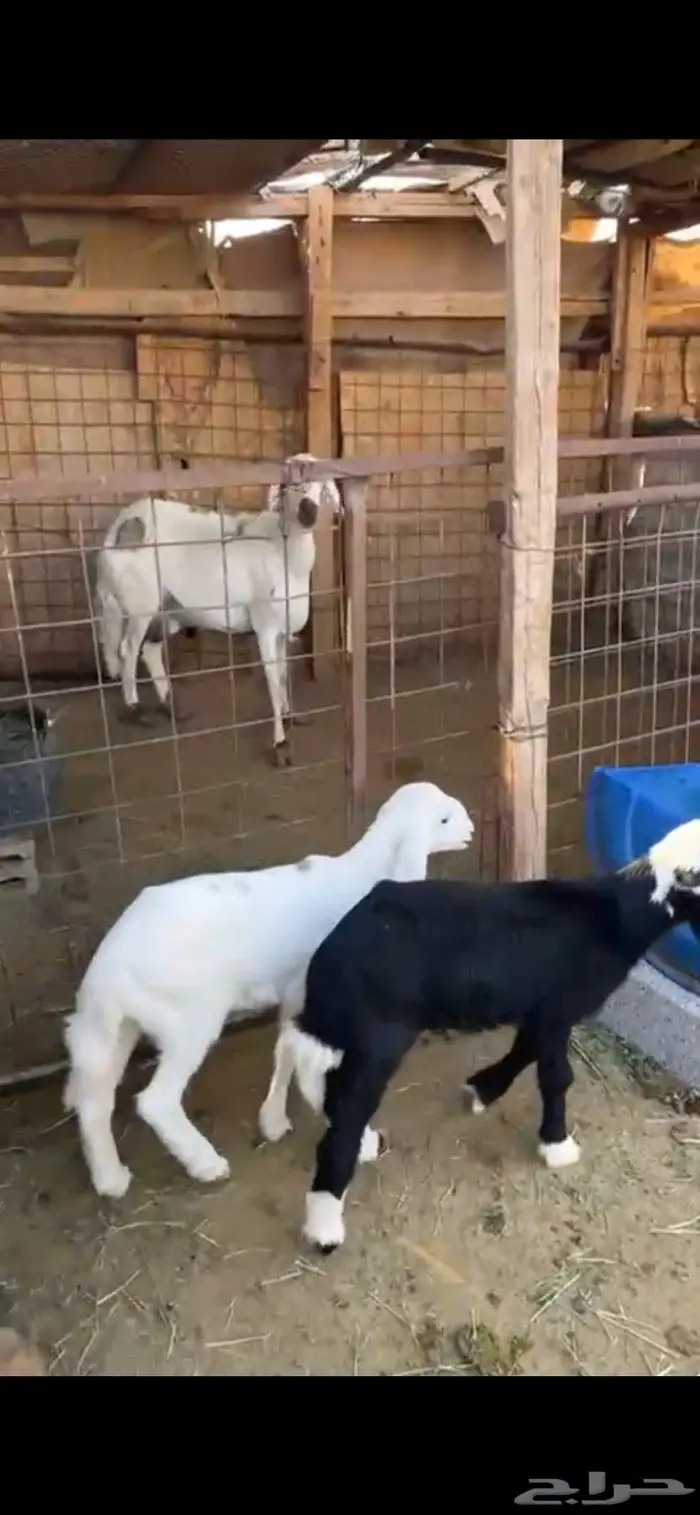 شاه متاومه وثنيه متيع صنف 1