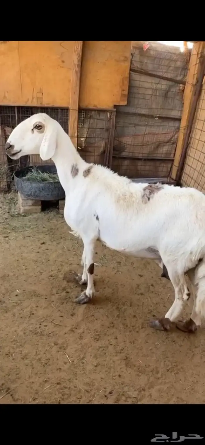 شاه متاومه وثنيه متيع صنف 0