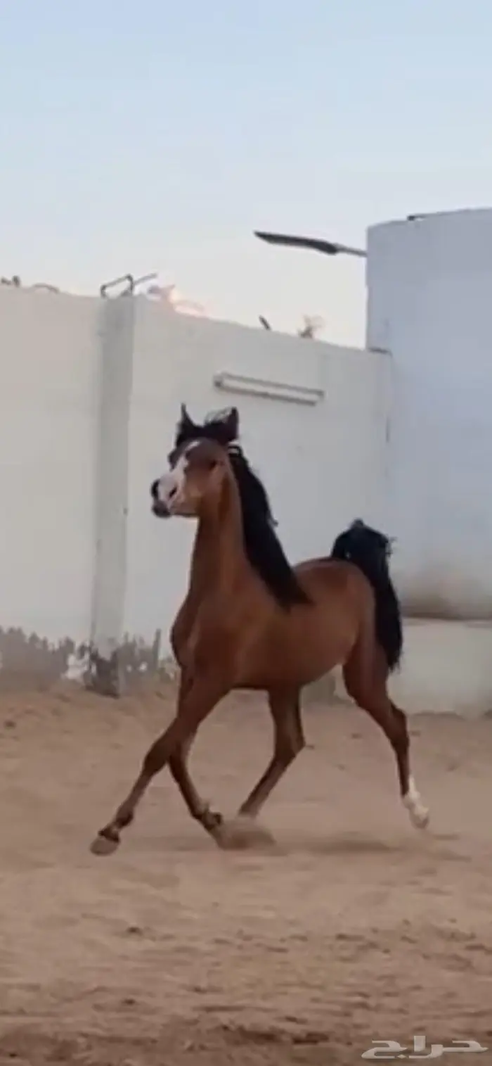 مهره واهو شيخه 1