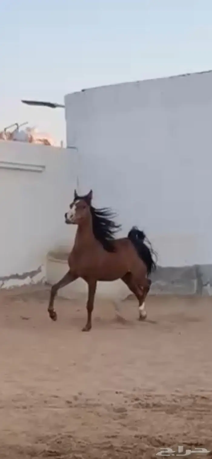 مهره واهو شيخه 0