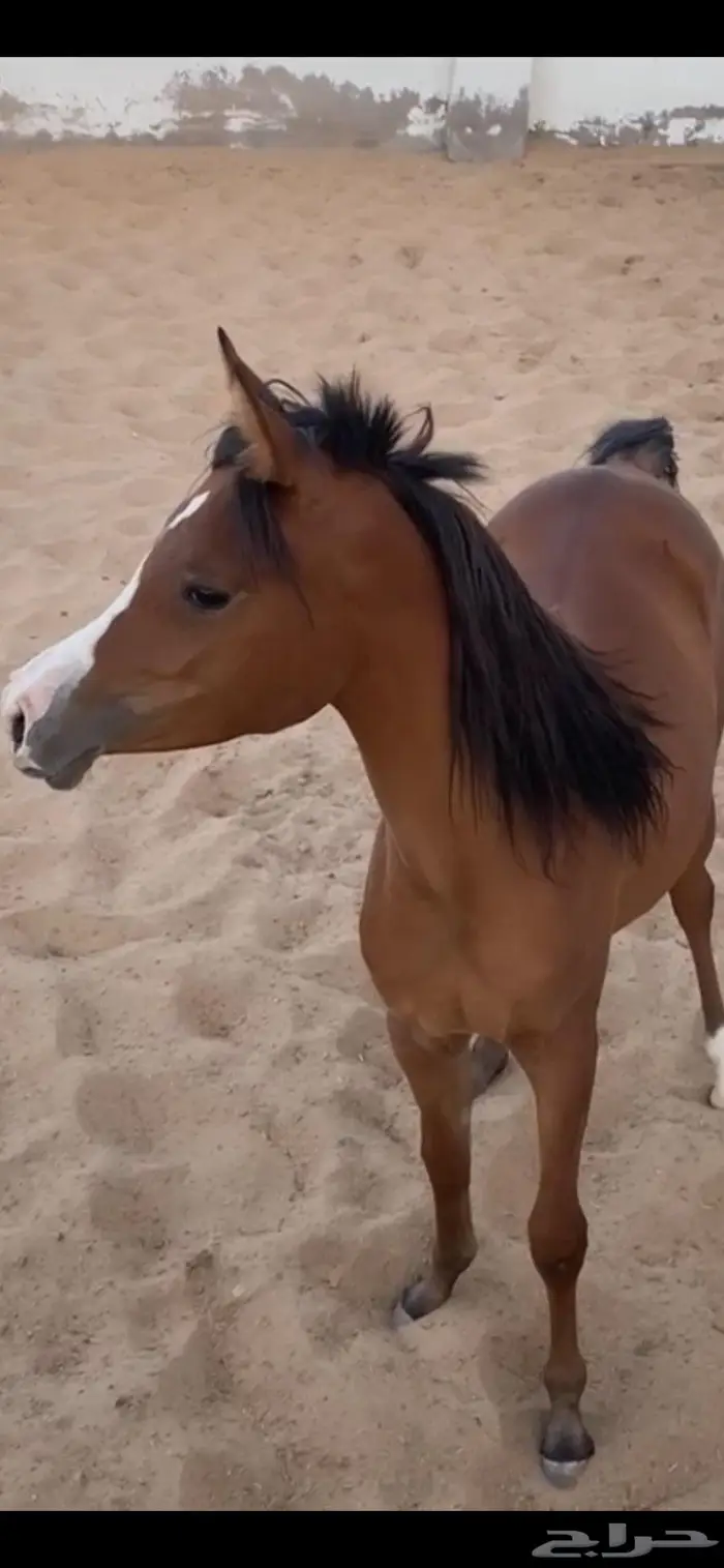 مهره واهو شيخه 4