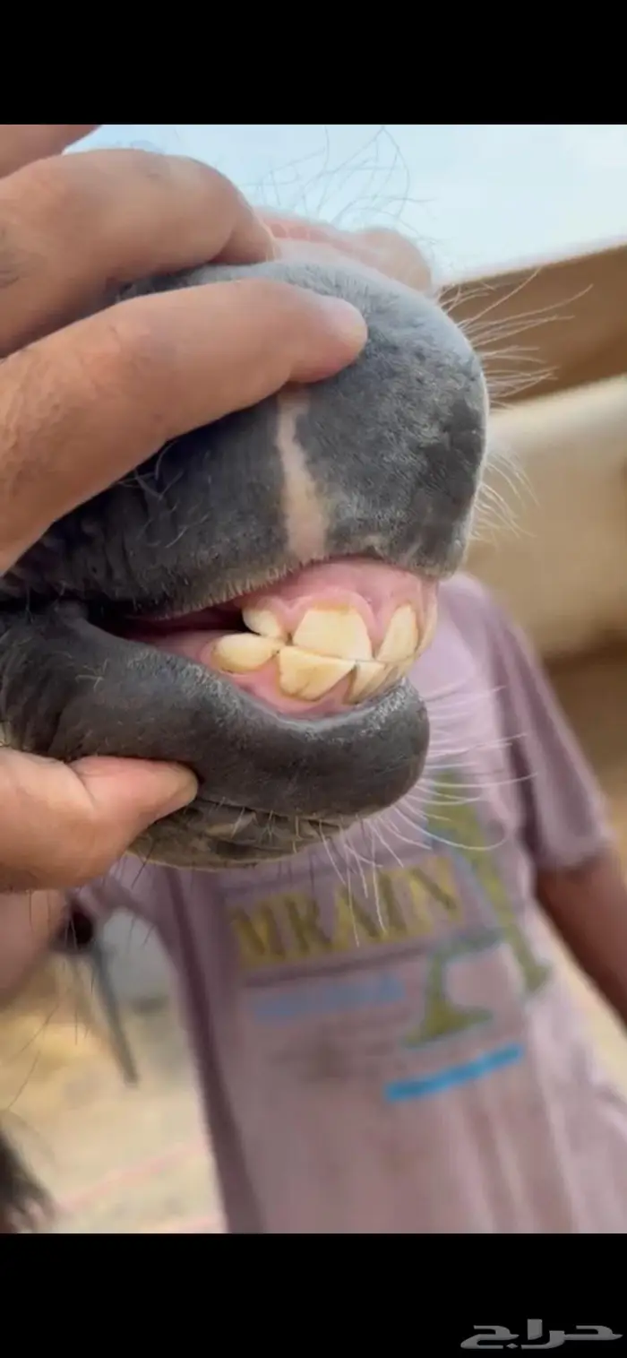 مهره واهو شيخه 3