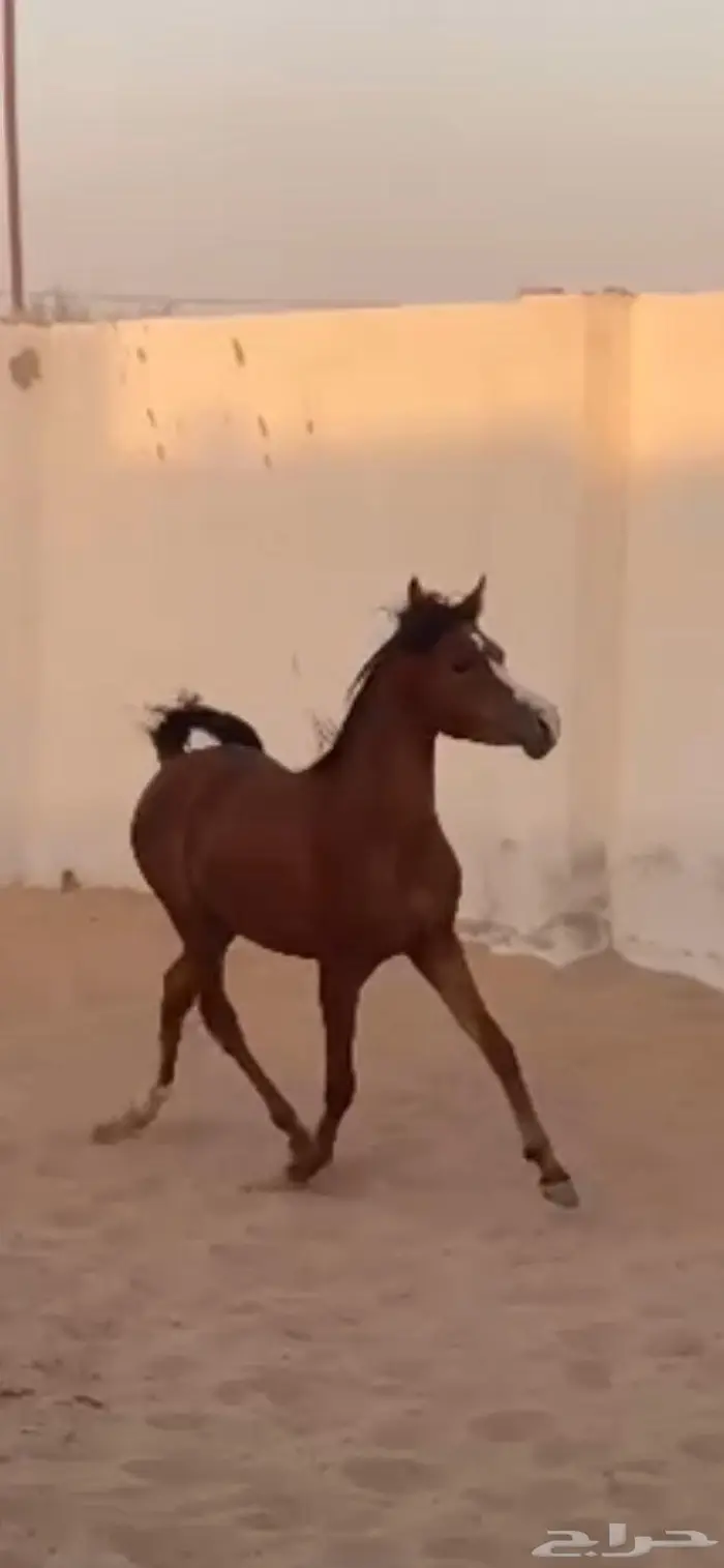 مهره واهو شيخه 2