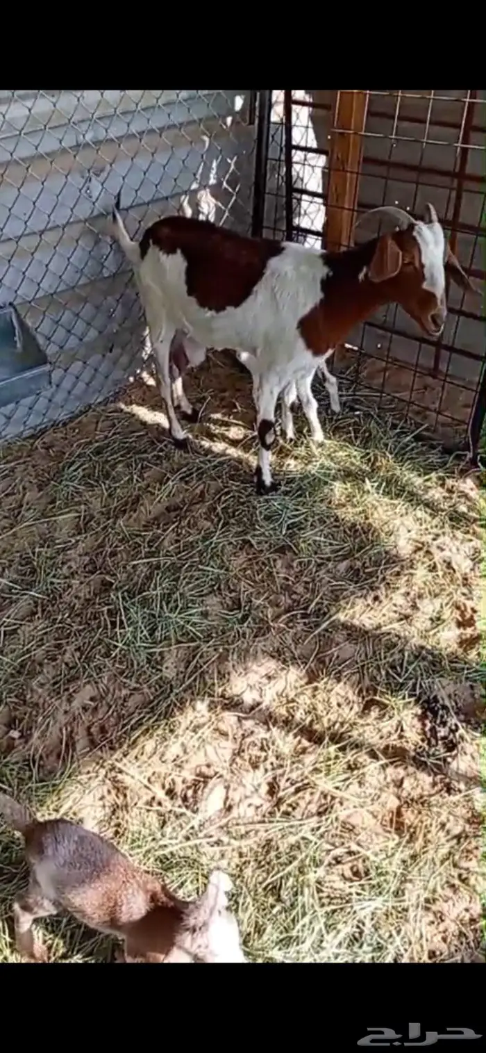 عنز جنوبية معها تؤام 0