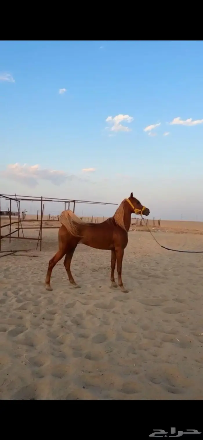 حصان خيل واهو اشقر مذهب 0