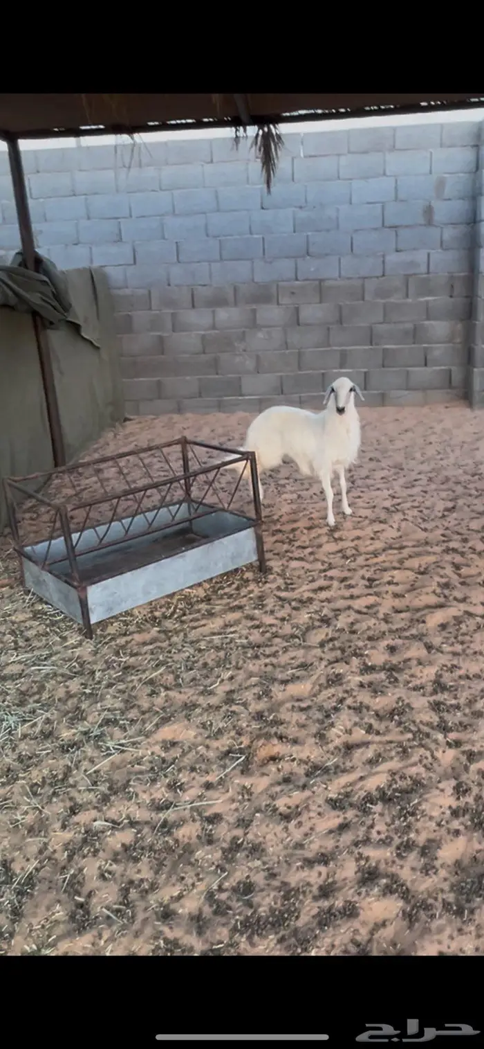 رخل مشروطه فل الفل عمرها من 5 - 6 0