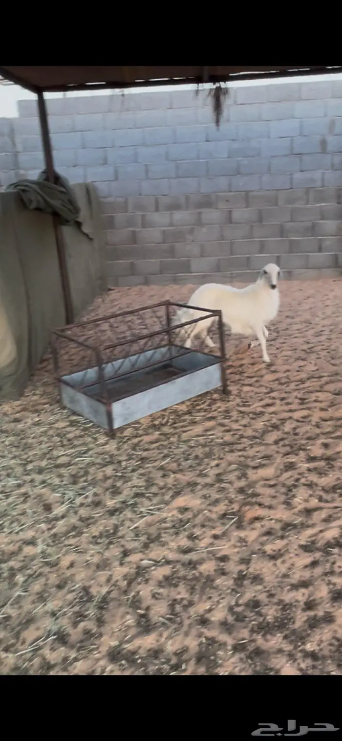 رخل مشروطه فل الفل عمرها من 5 - 6 1