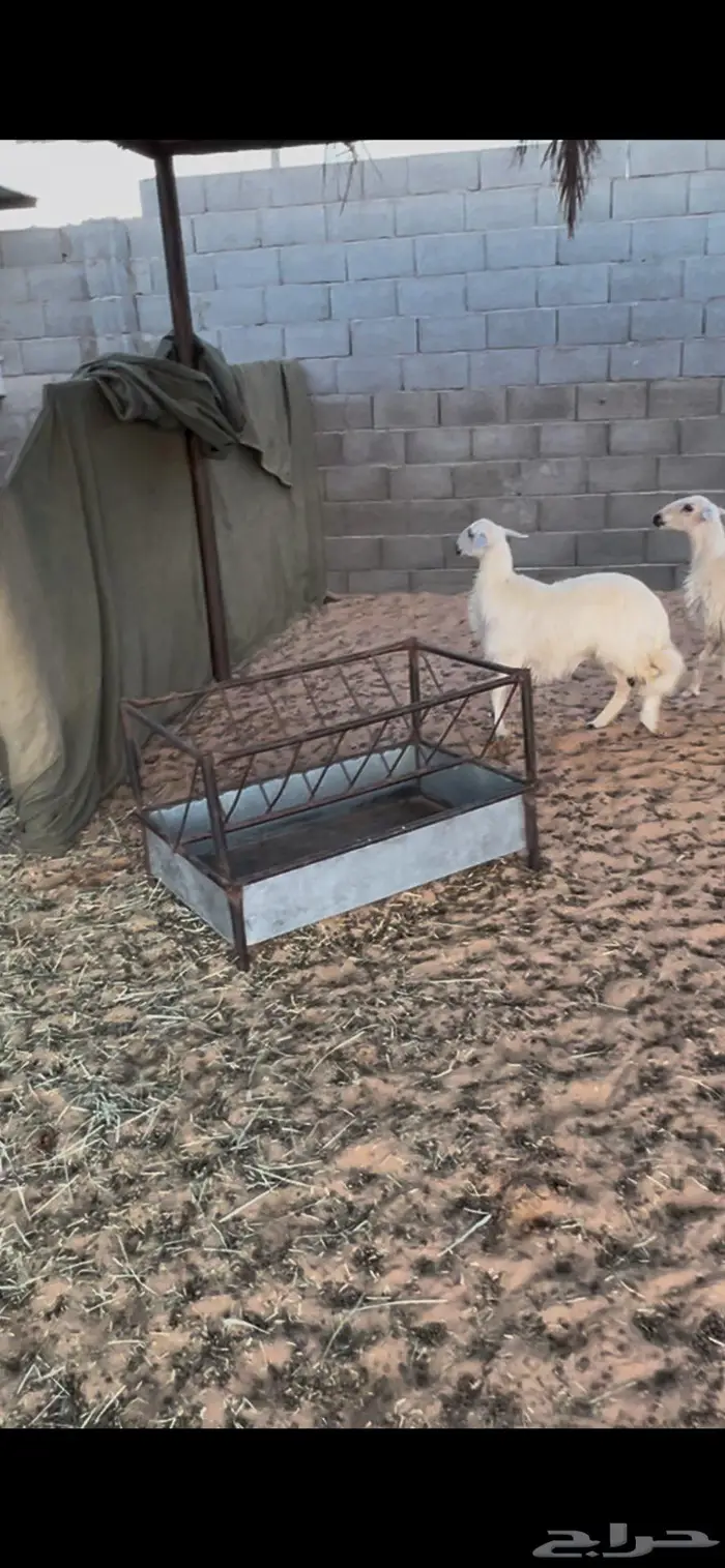 رخل مشروطه فل الفل عمرها من 5 - 6 2