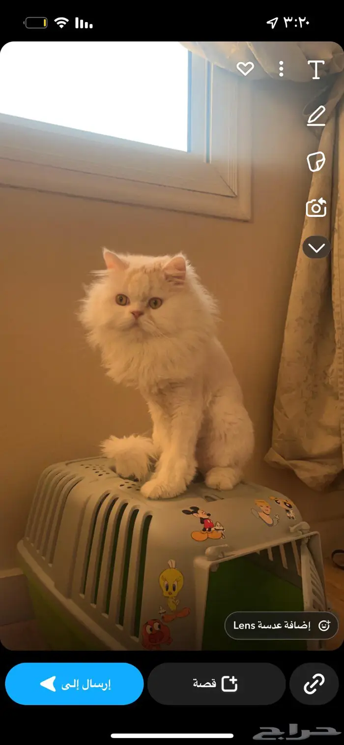 قط للتبني ذكر عمرو ثلاث سنين 1