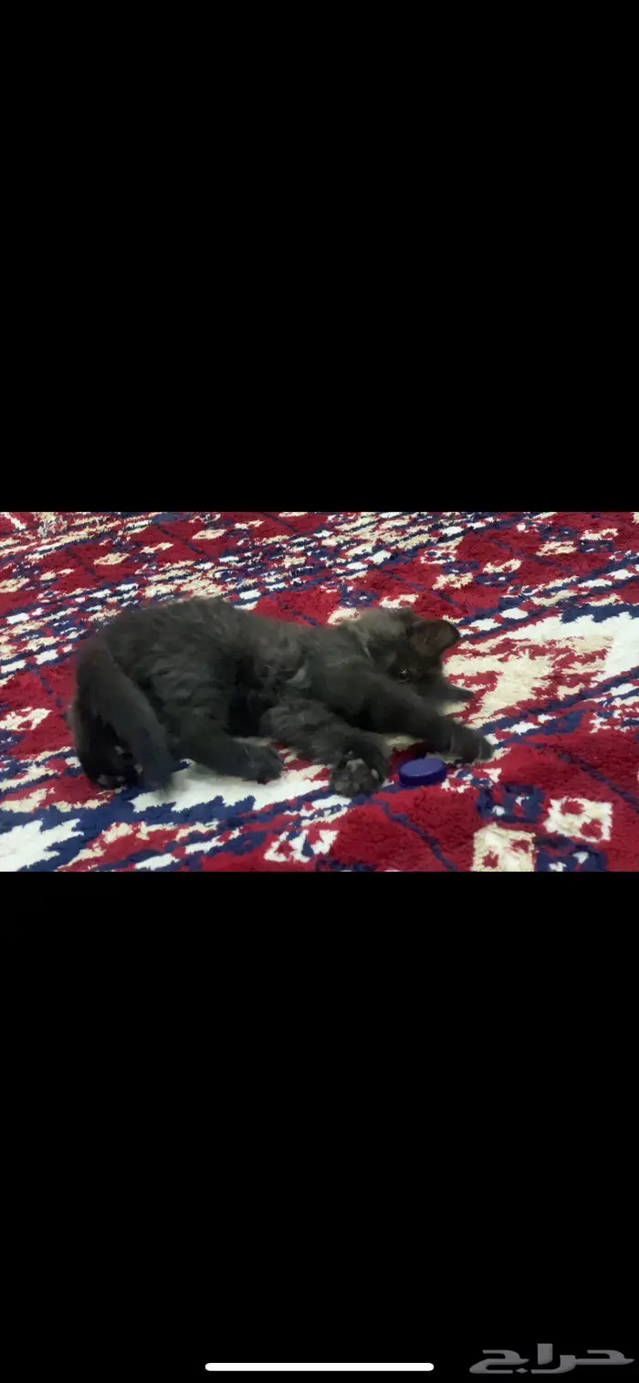 قطه شيرازي هين شكلها جداا جميل ليست للبيع فقط للتبني 0