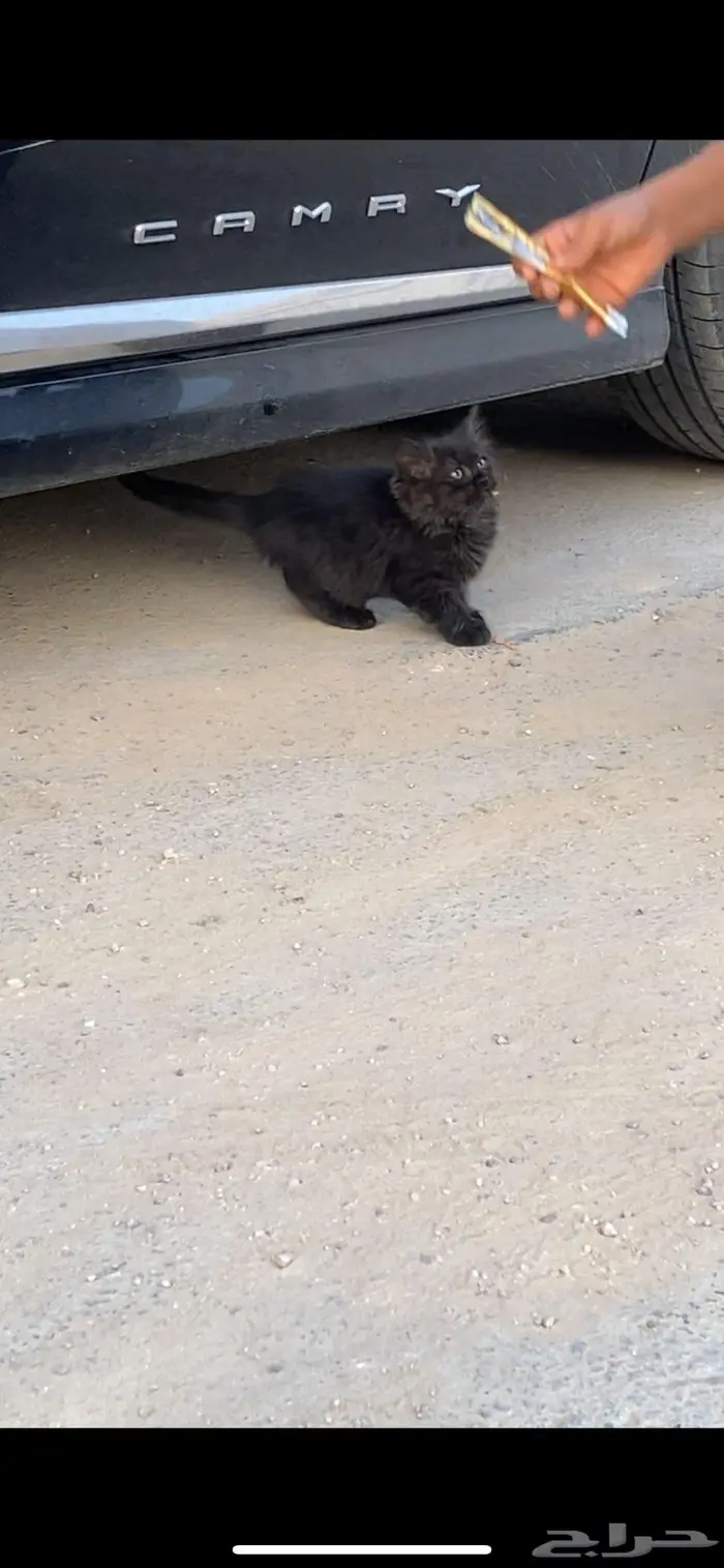 قطه شيرازي هين شكلها جداا جميل ليست للبيع فقط للتبني 1