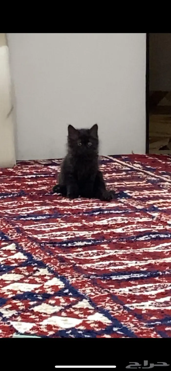قطه شيرازي هين شكلها جداا جميل ليست للبيع فقط للتبني 2