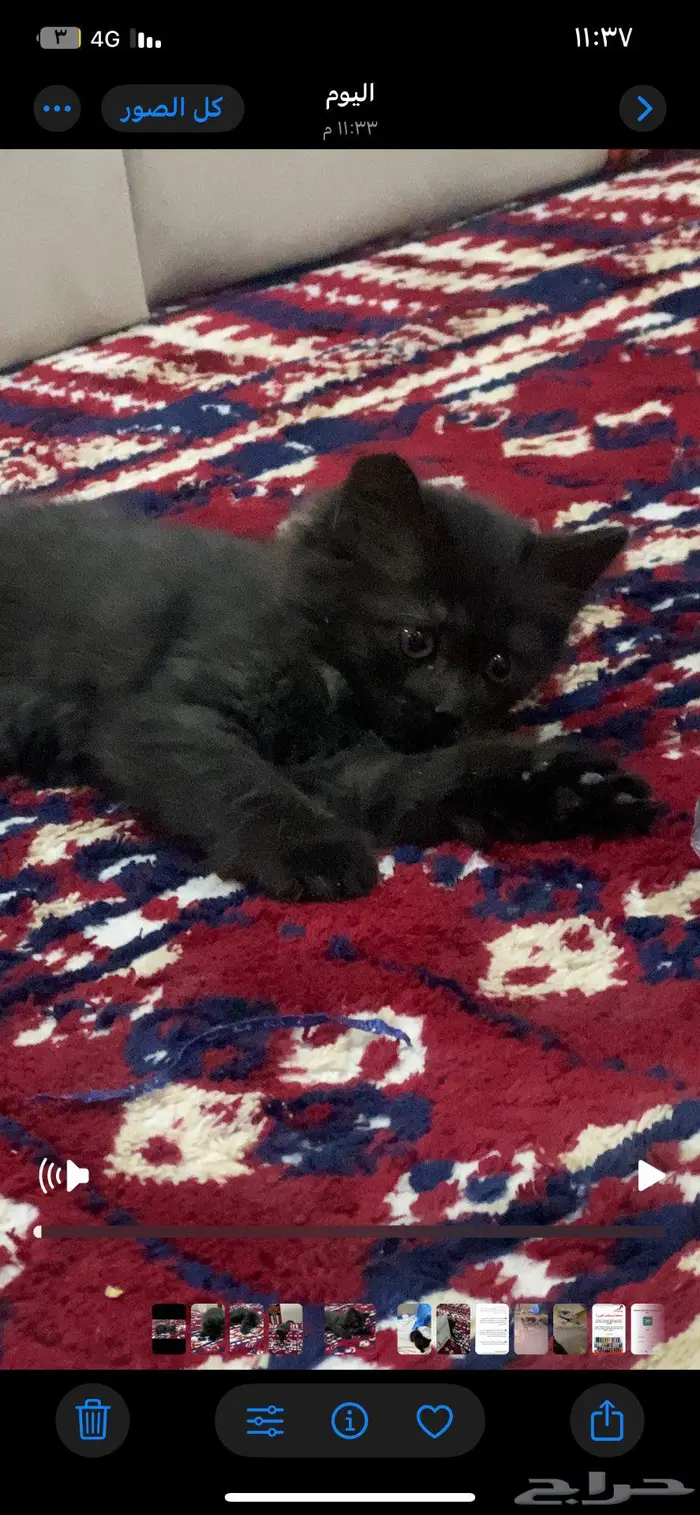 قطه شيرازي هين شكلها جداا جميل ليست للبيع فقط للتبني 3