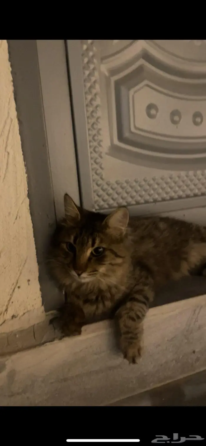 قطط للتبني المدينة المنوره 0