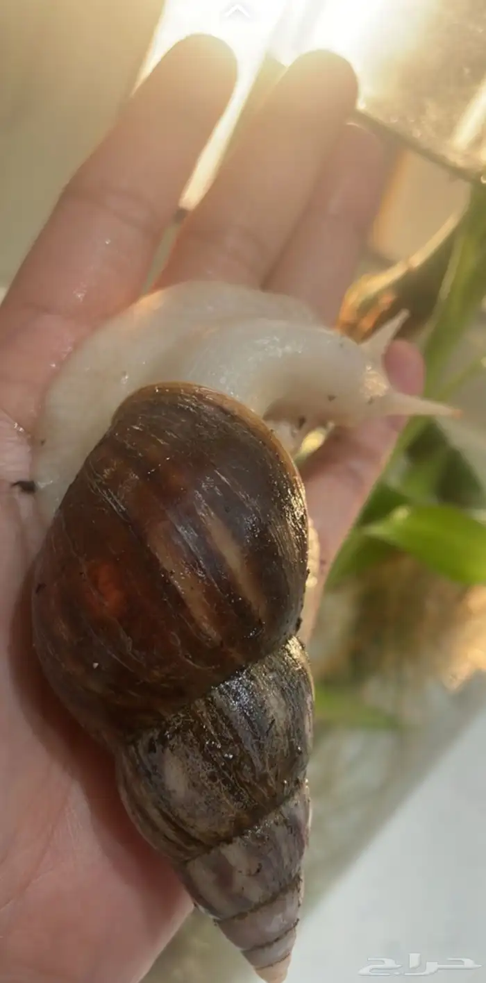 حلزون افريقي عملاق 6