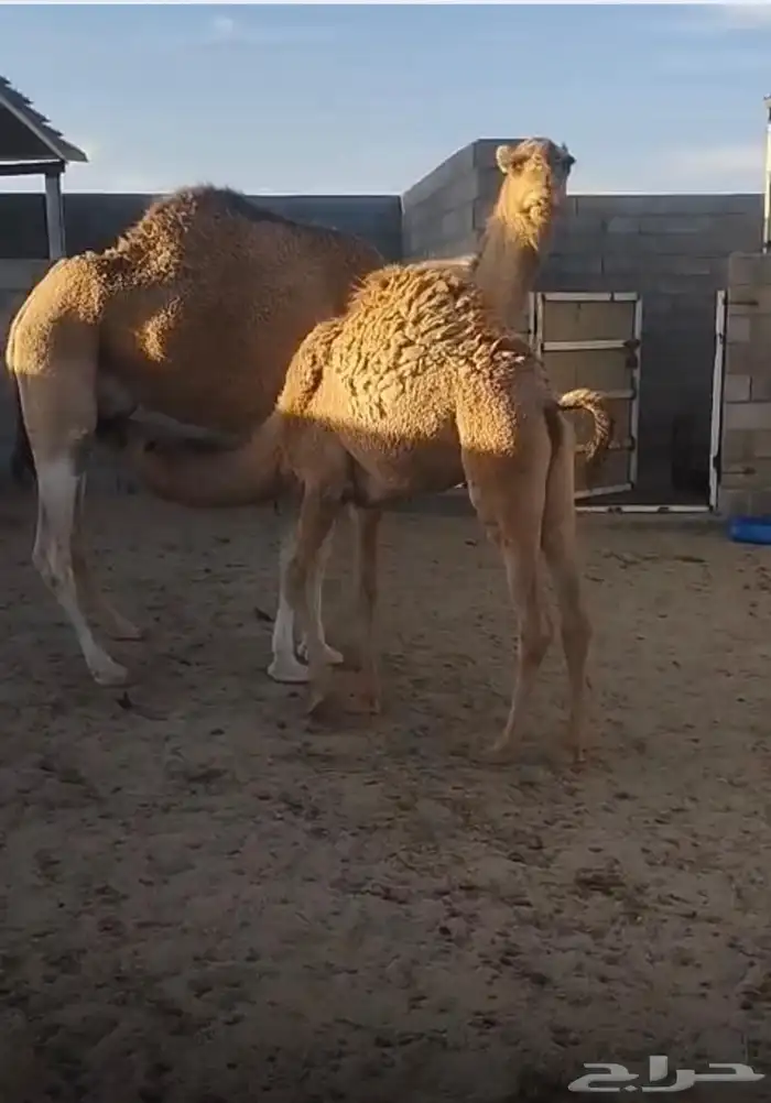 خلفة ناقه عشرا شقحا للبيع 0