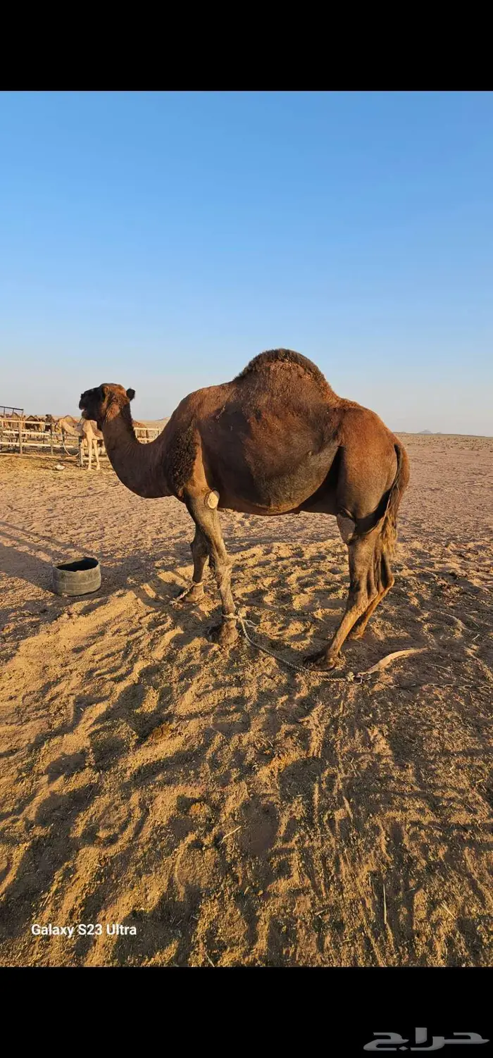 جمل احمر ادهم للبيع 0
