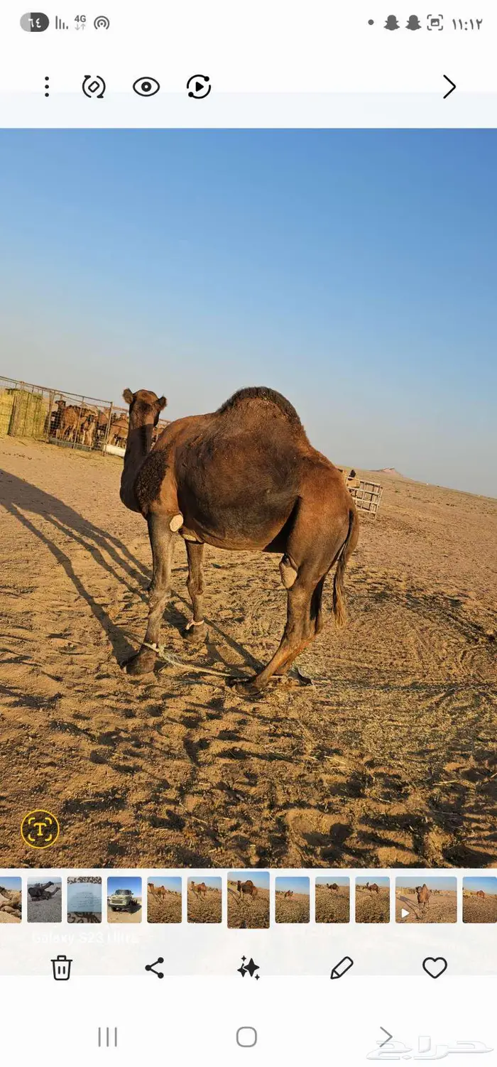 جمل احمر ادهم للبيع 1