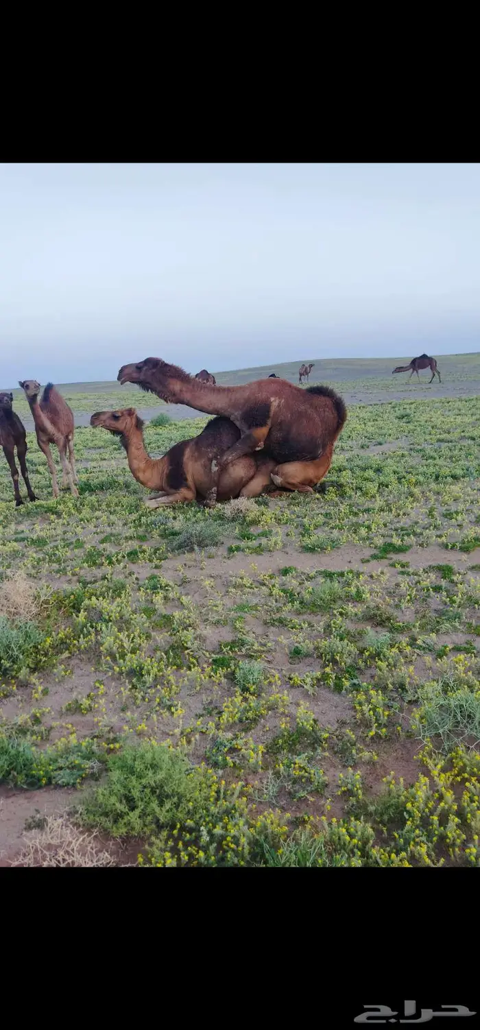 جمل احمر ادهم للبيع 2