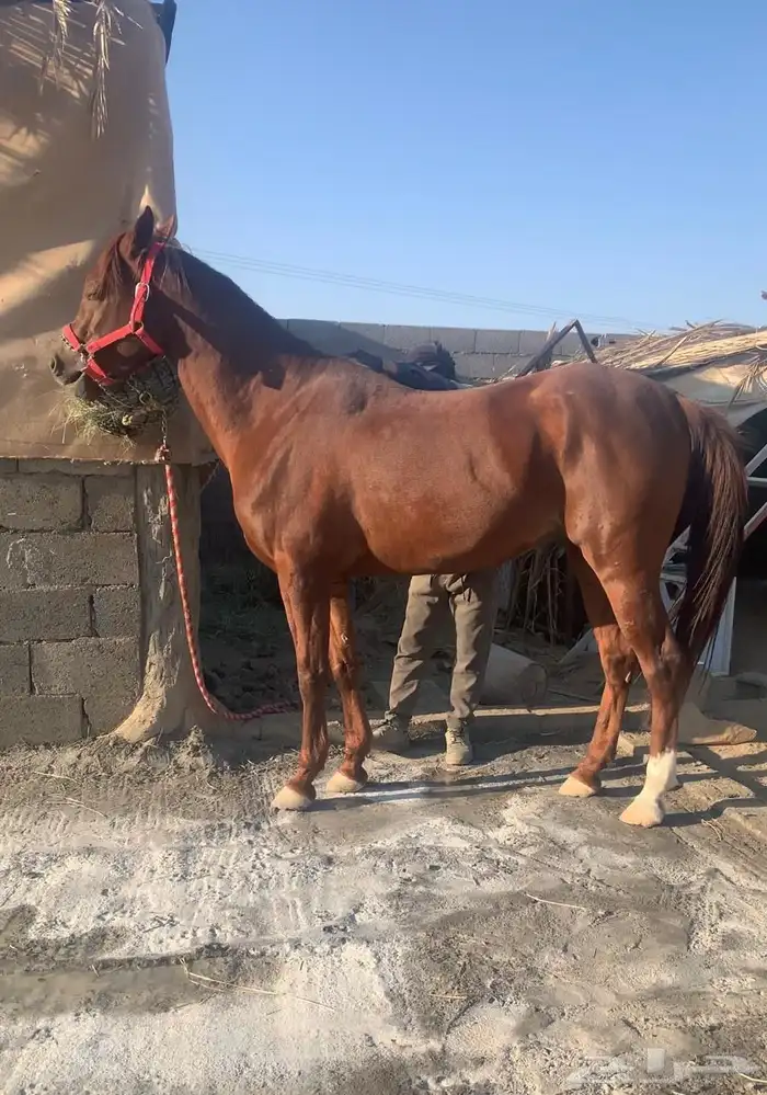 حصان عربي اصيل 0