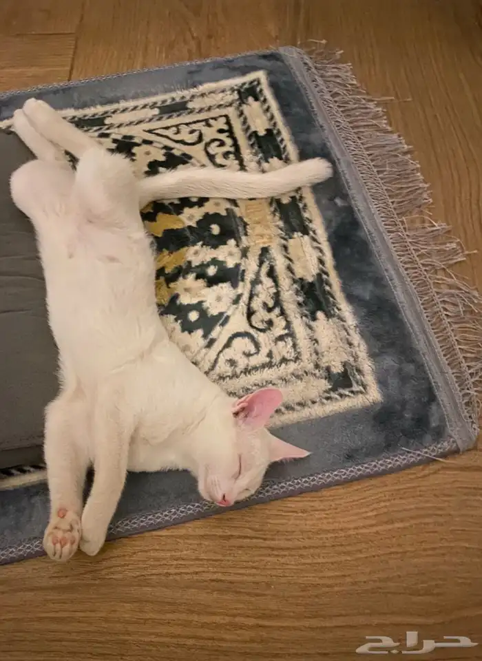 قطط للتبني 14