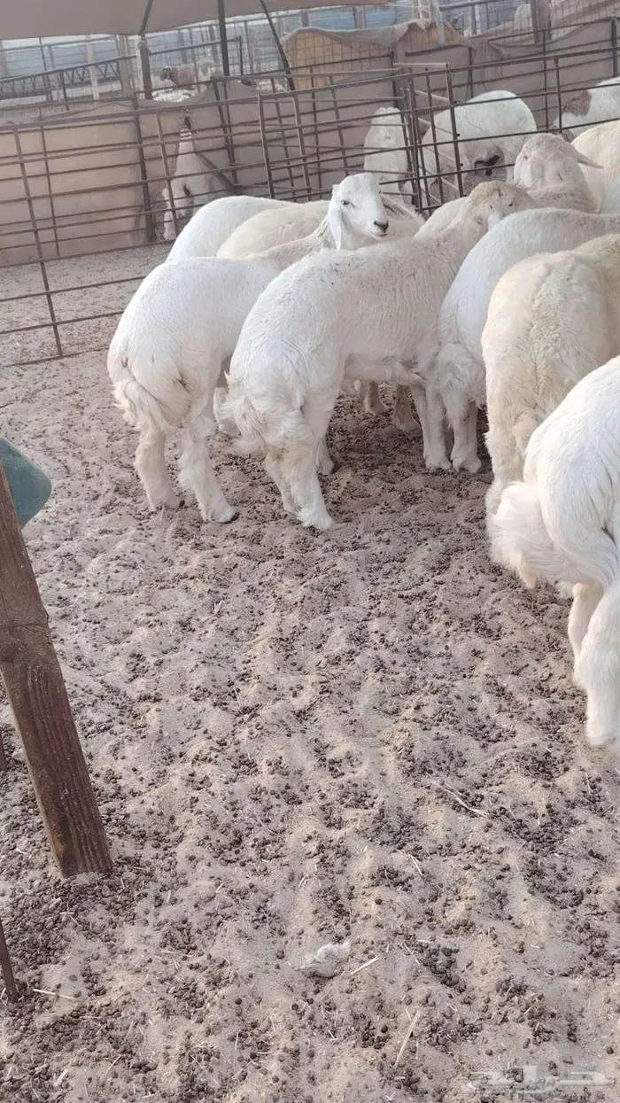 ذبايح نعيم حري تيوس 3