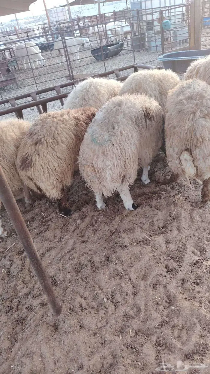 ذبايح نعيم حري تيوس 8