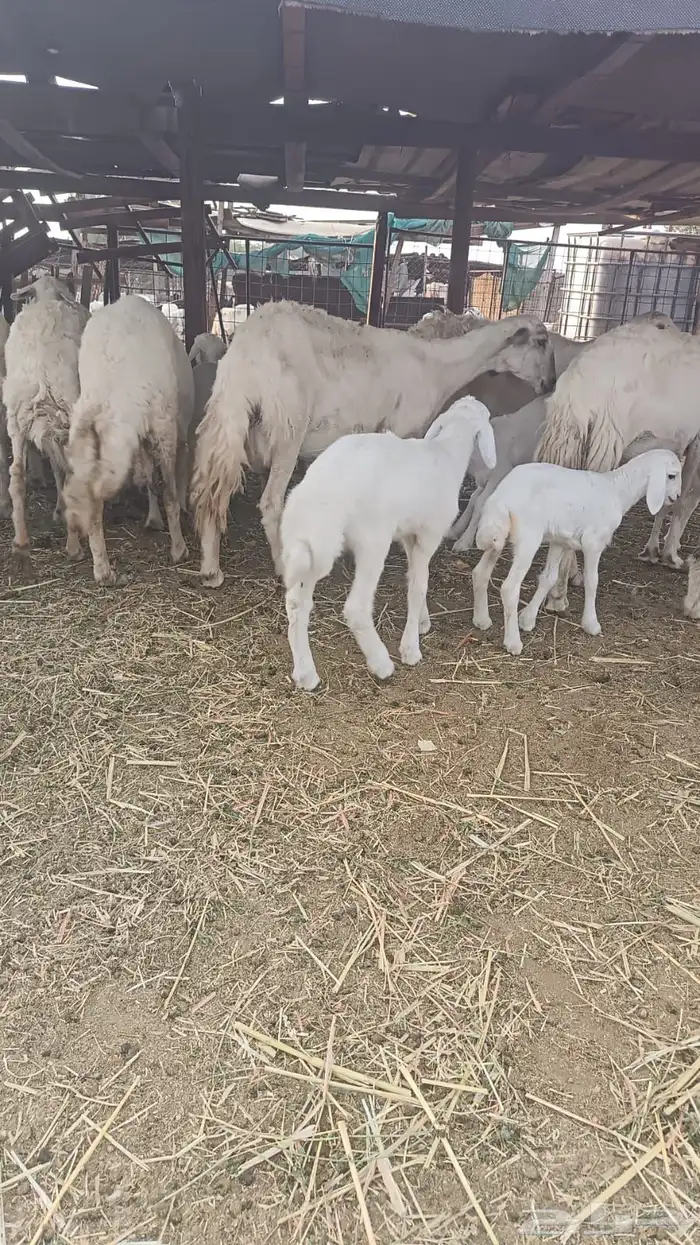 ضان بعيالها 3