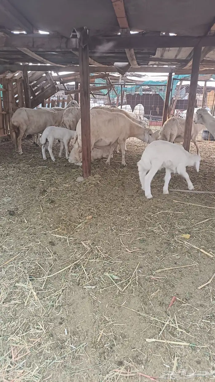 ضان بعيالها 2