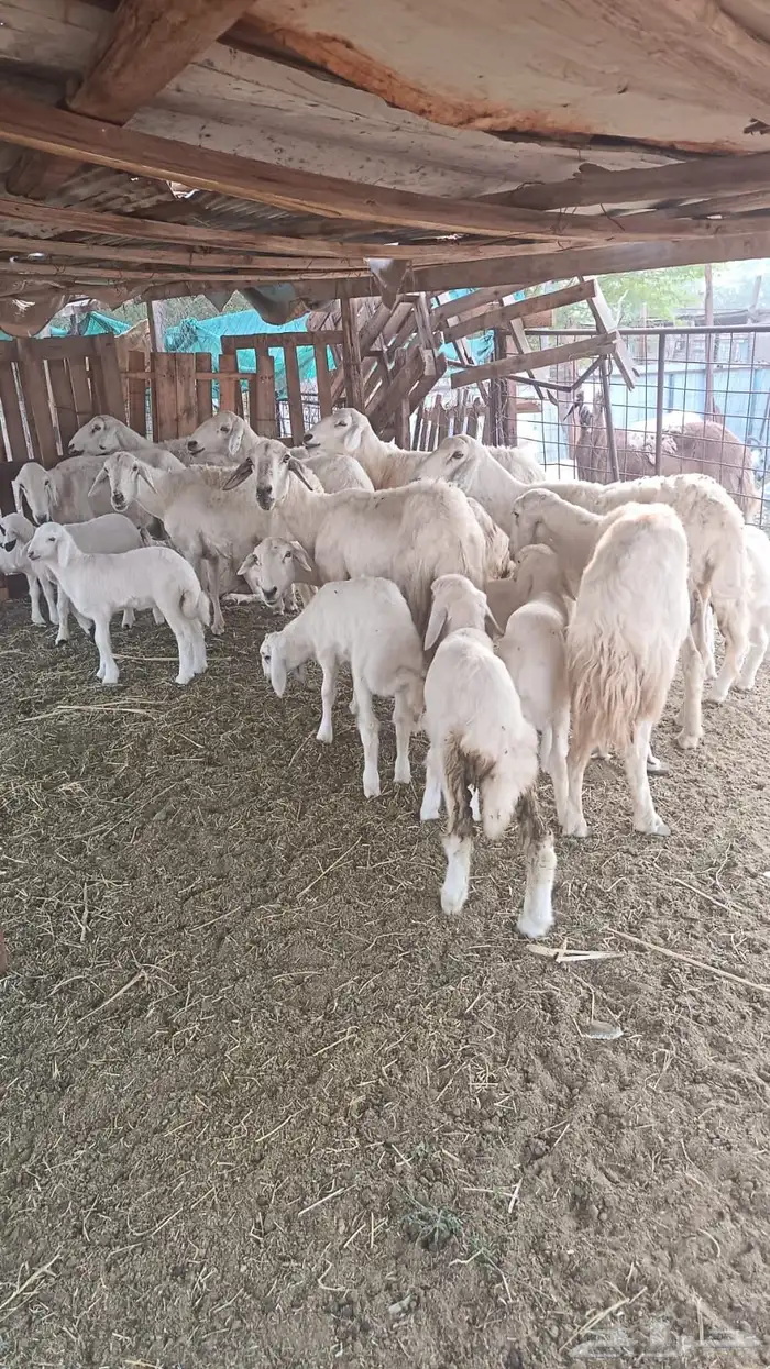 ضان بعيالها 0