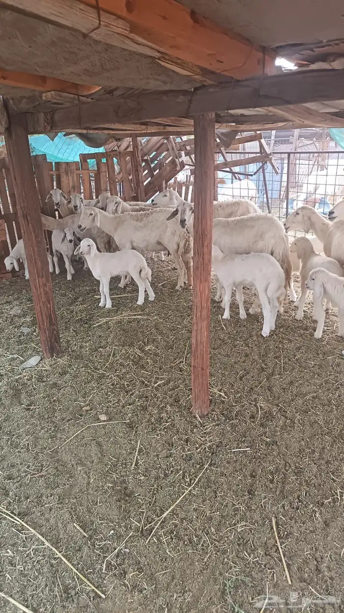 ضان بعيالها 1