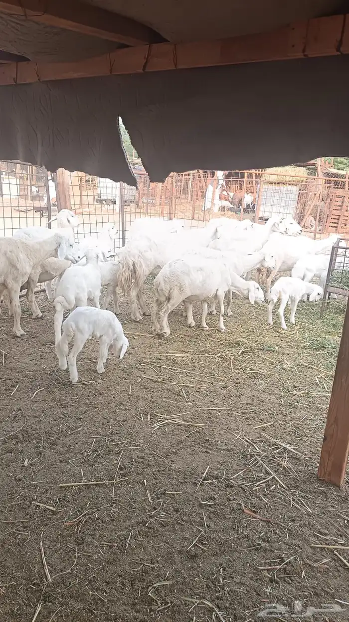 ضان بعيالها 4