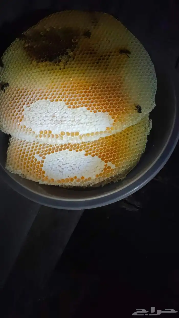 عسل   اصلي سدر وسمره مضمون وعلى الشرط 2