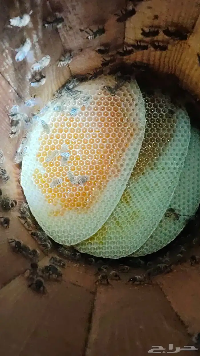 عسل   اصلي سدر وسمره مضمون وعلى الشرط 1