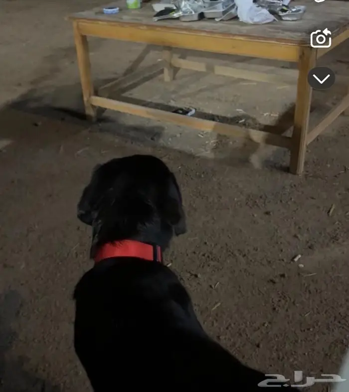 كلبة مفقوده مكافأه ماليه لمن يجدها 1