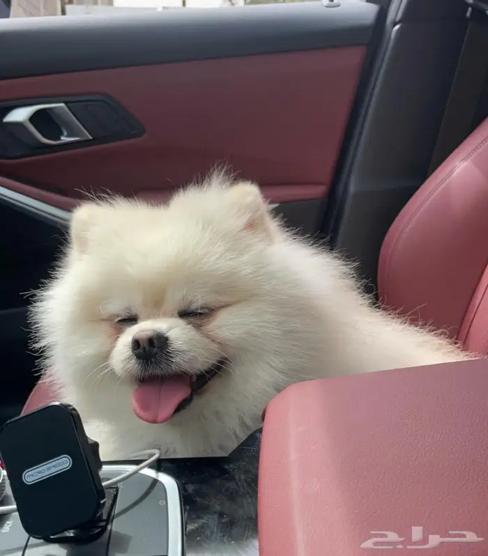 كلب بومرينيان بوبي أوكراني تدي فيس بيور 5