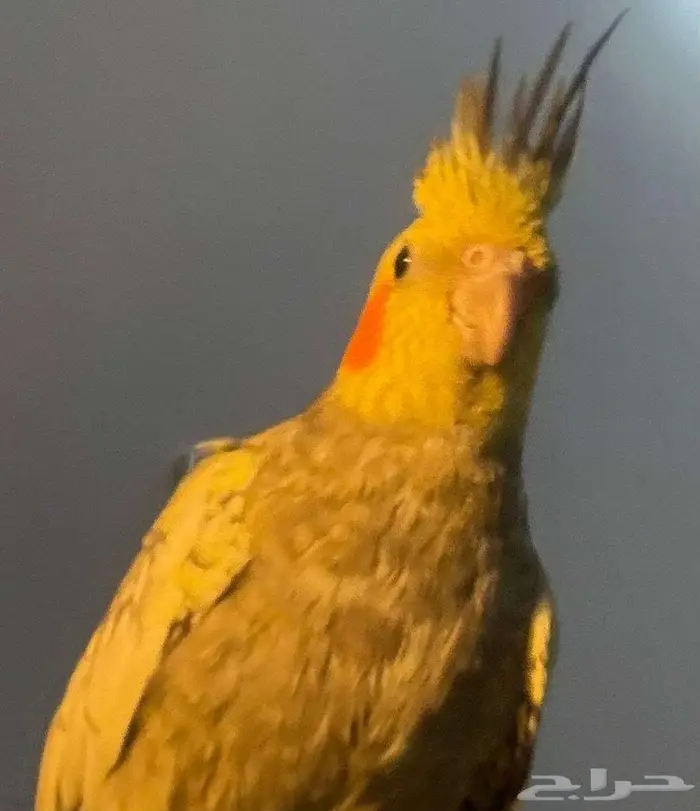 كروان كراوين كوكتيل 2