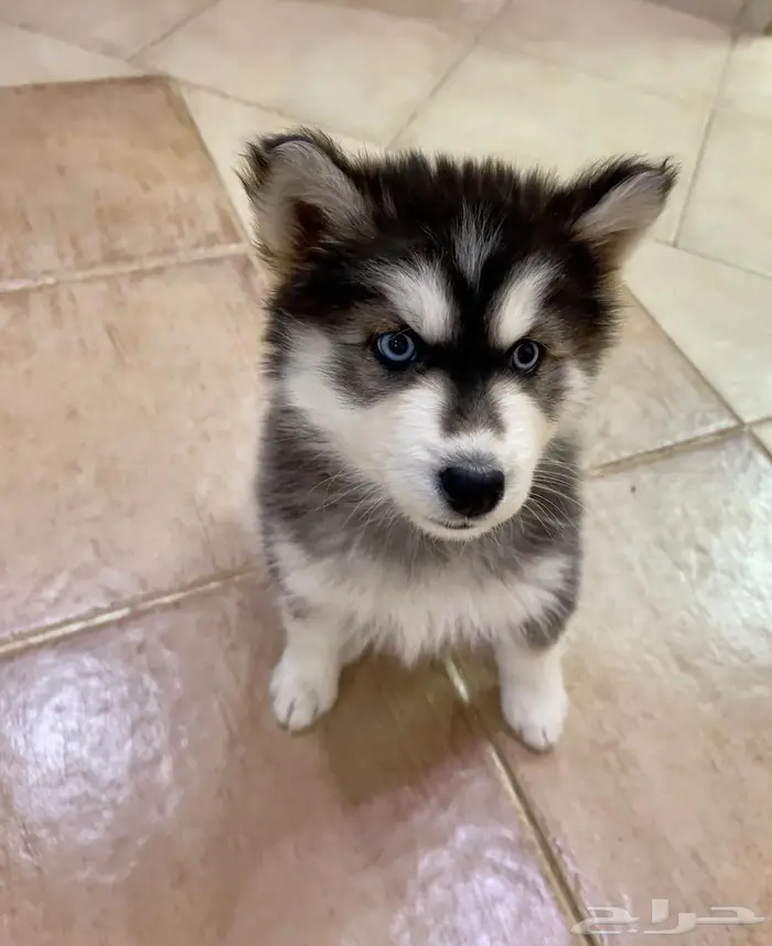 husky puppy 0