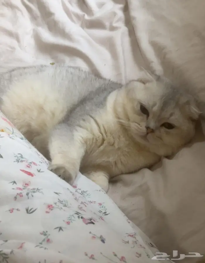 ذكر سكوتش فولد ns11 للبيع 1