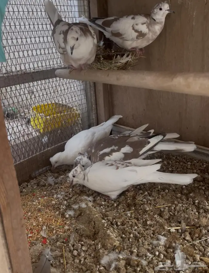 للبيع حمام اليمام هولندي 0