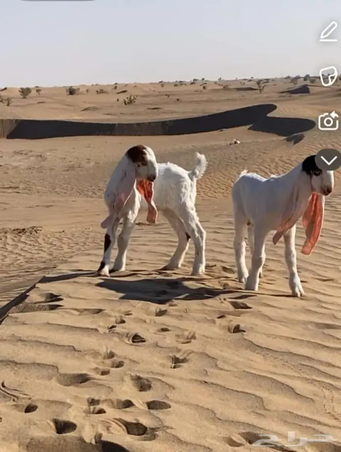 دواغير للبيع 0