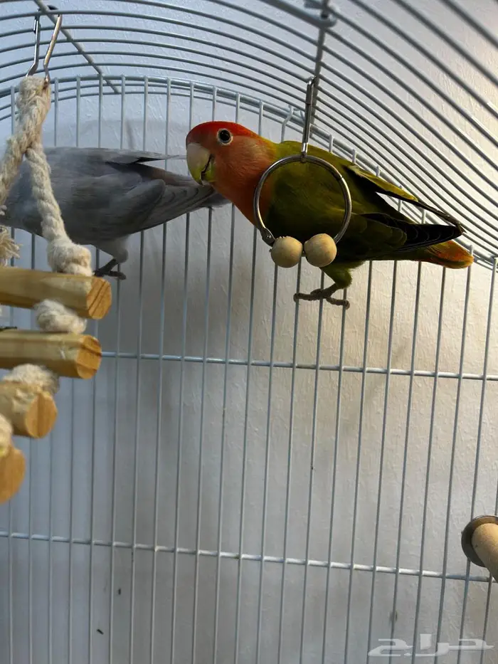 طيور روز ذكر وأنثى مع قفص وستاند 2