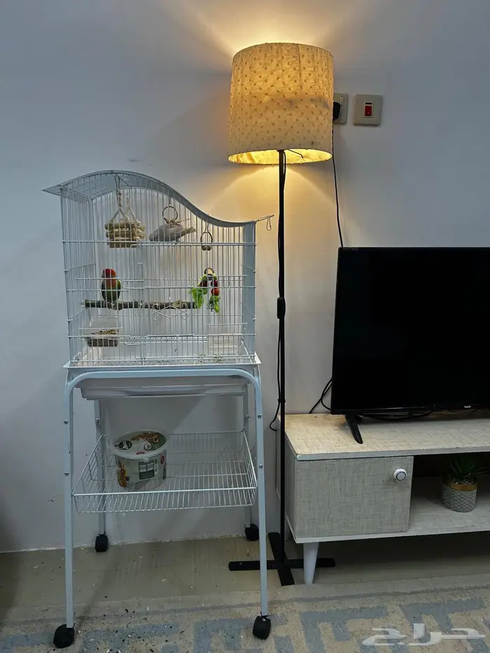 طيور روز ذكر وأنثى مع قفص وستاند 0