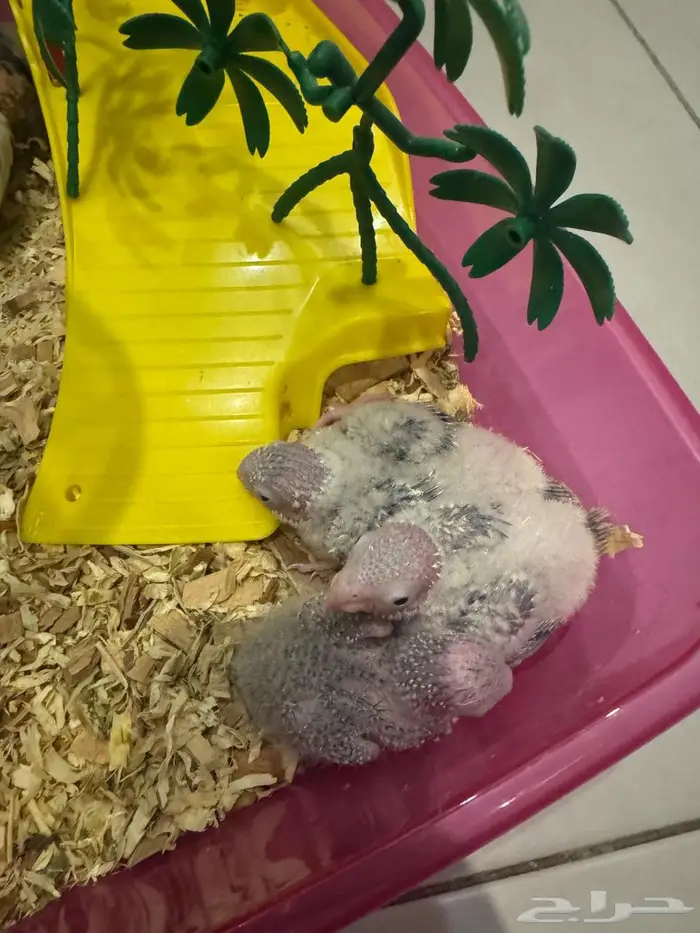 فروخ كنيور بلو شيك 1